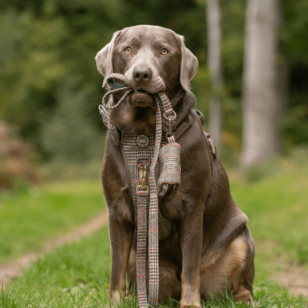 Dog Lead 5ft - Colour Drops - Heritage Plaid - Bailey and Coco (UK)