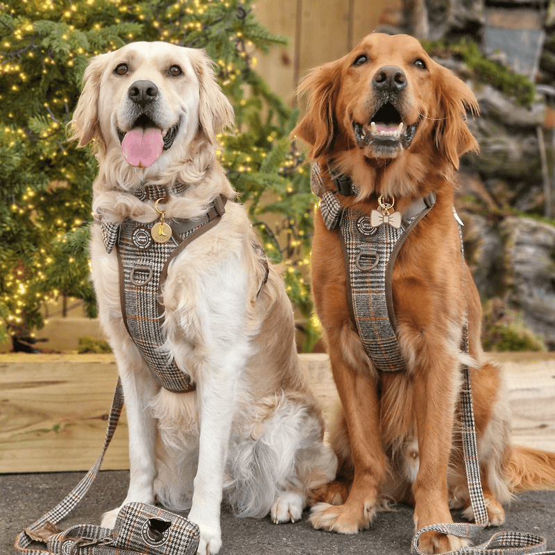Dog Lead 5ft - Colour Drops - Heritage Plaid - Bailey and Coco (UK)