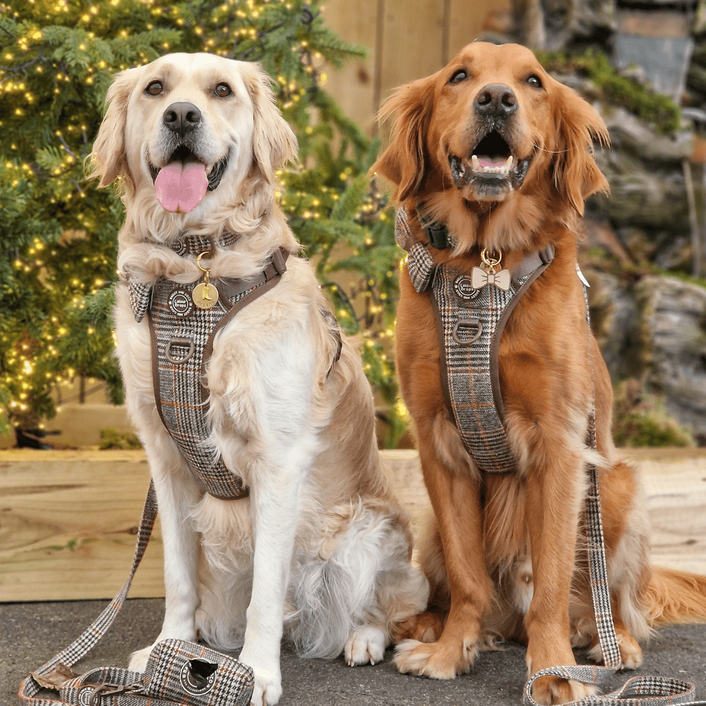 Dog Lead 5ft - Colour Drops - Heritage Plaid - Bailey and Coco (UK)