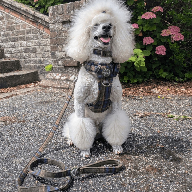Dog Lead 5ft - Colour Drops - Mayfair Tweed - Bailey and Coco (UK)