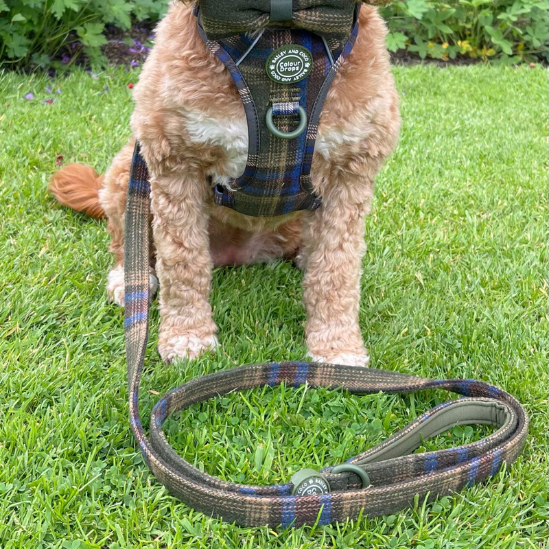 Dog Lead 5ft - Colour Drops - Mayfair Tweed - Bailey and Coco (UK)