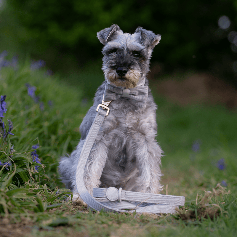 Dog Lead 5ft - Colour Drops - Sage Tweed - Bailey and Coco (UK)