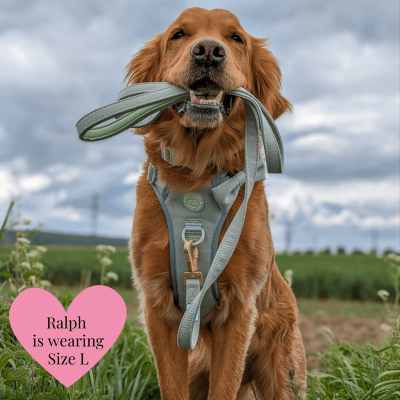 Dog Lead 5ft - Colour Drops - Sage Tweed - Bailey and Coco (UK)