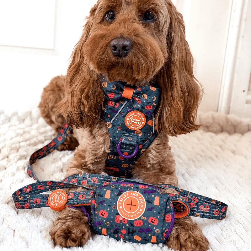 Dog Lead 5ft - Colour Drops - Spellbound Autumn - Bailey and Coco (UK)