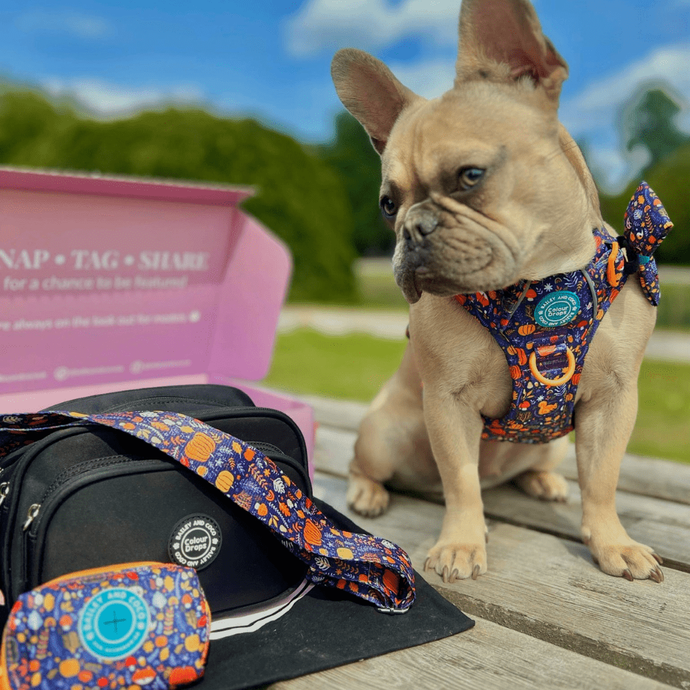 Dog Walking Bag - Black with Bewitched Strap - Bailey and Coco (UK)