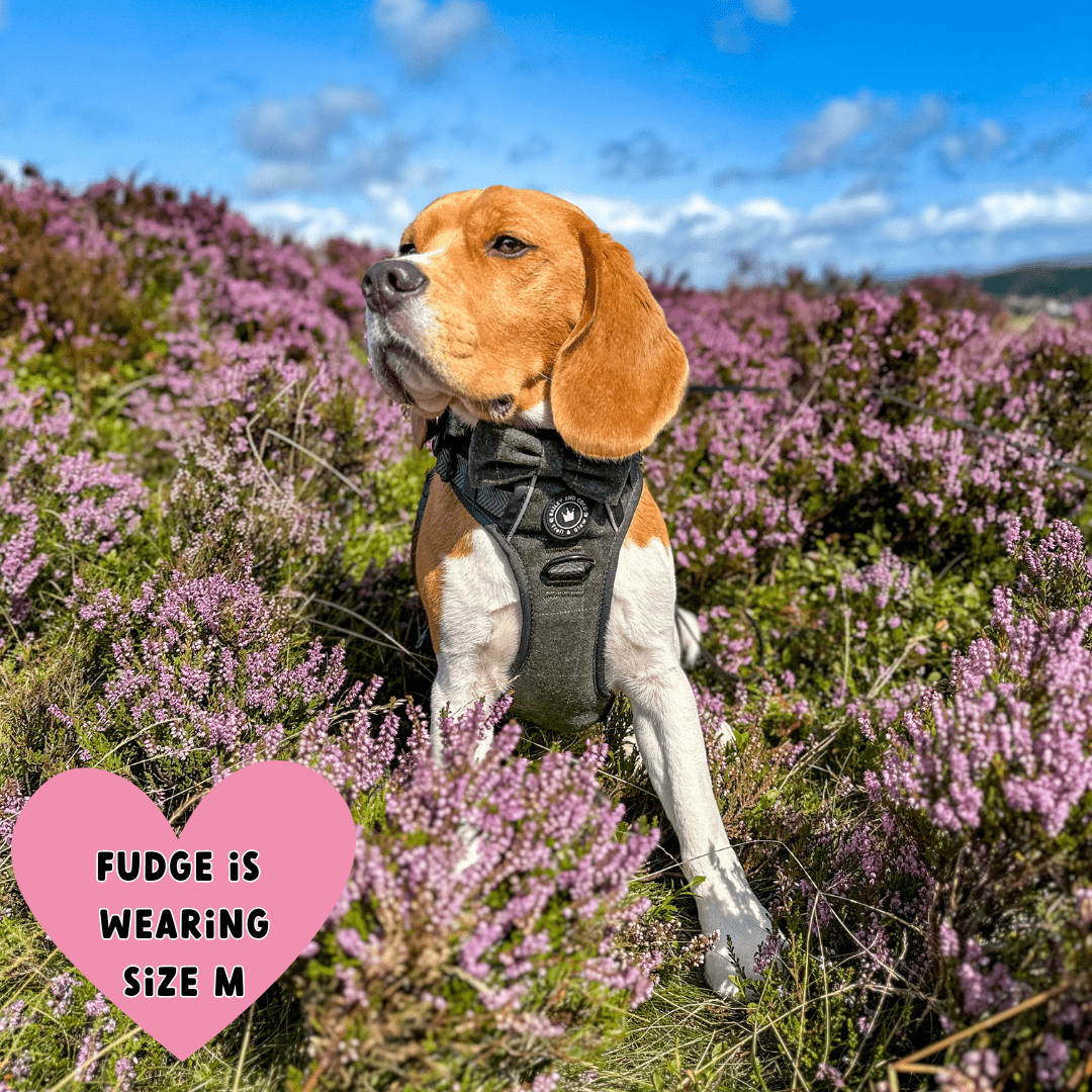 Forest Tweed Adjustable Dog Harness, Lead, Collar & Dog Walking Bag Bundle - Bailey and Coco (UK)