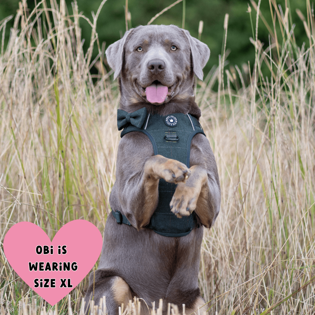 Forest Tweed Adjustable Dog Harness, Lead, Collar & Dog Walking Bag Bundle - Bailey and Coco (UK)