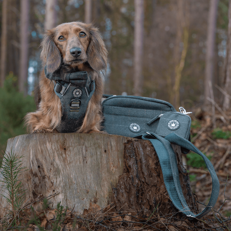 Forest Tweed Adjustable Dog Harness, Lead, Collar & Tweed Dog Walking Bag Bundle - Bailey and Coco (UK)