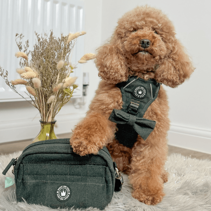 Forest Tweed Adjustable Dog Harness, Lead, Collar & Tweed Dog Walking Bag Bundle - Bailey and Coco (UK)