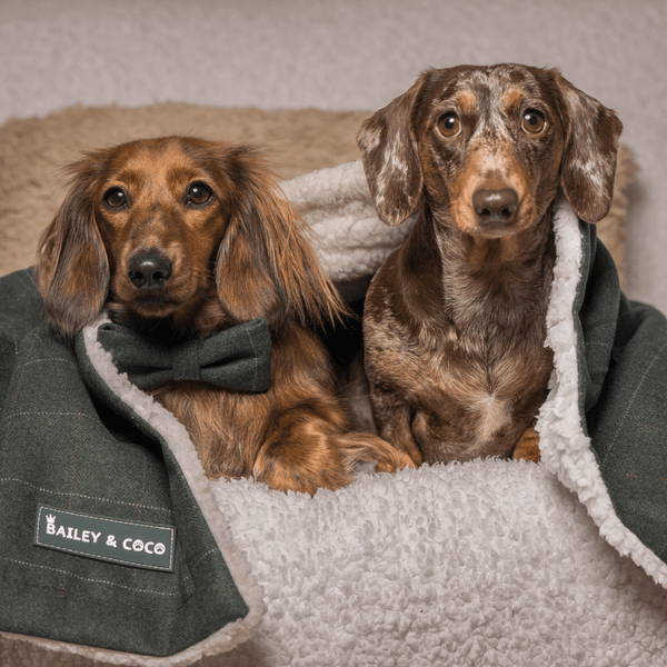 Forest Tweed Dog Blanket - Soft Sherpa Lined - alternate view