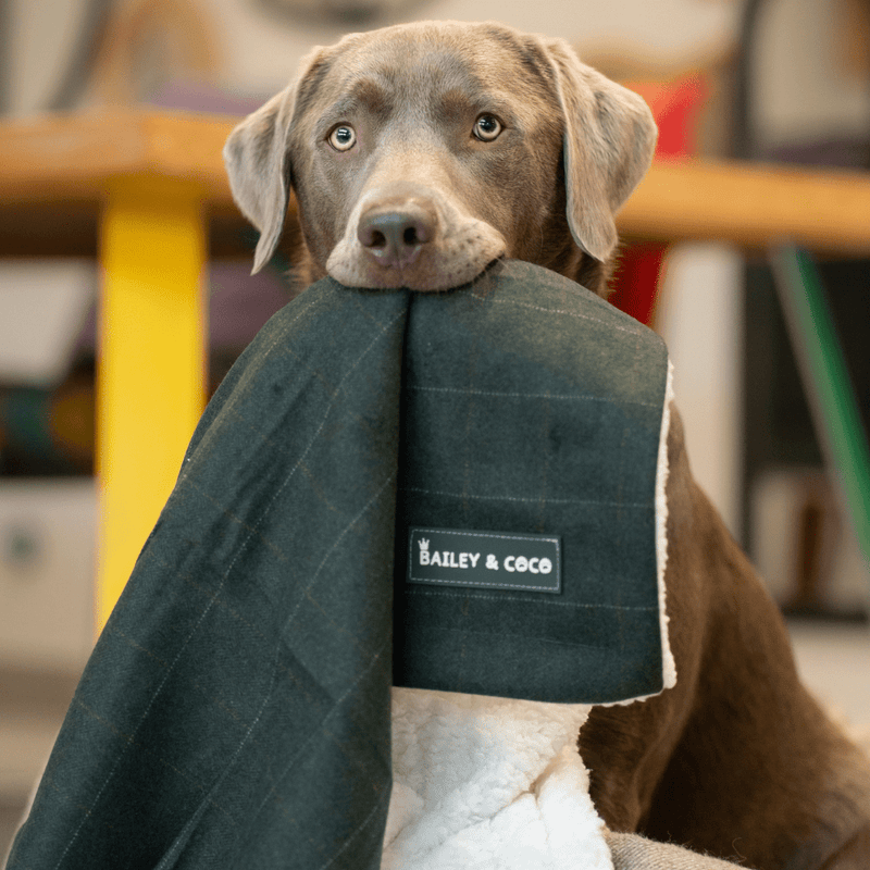 Forest Tweed Dog Blanket - Soft Sherpa Lined - Bailey and Coco (UK)