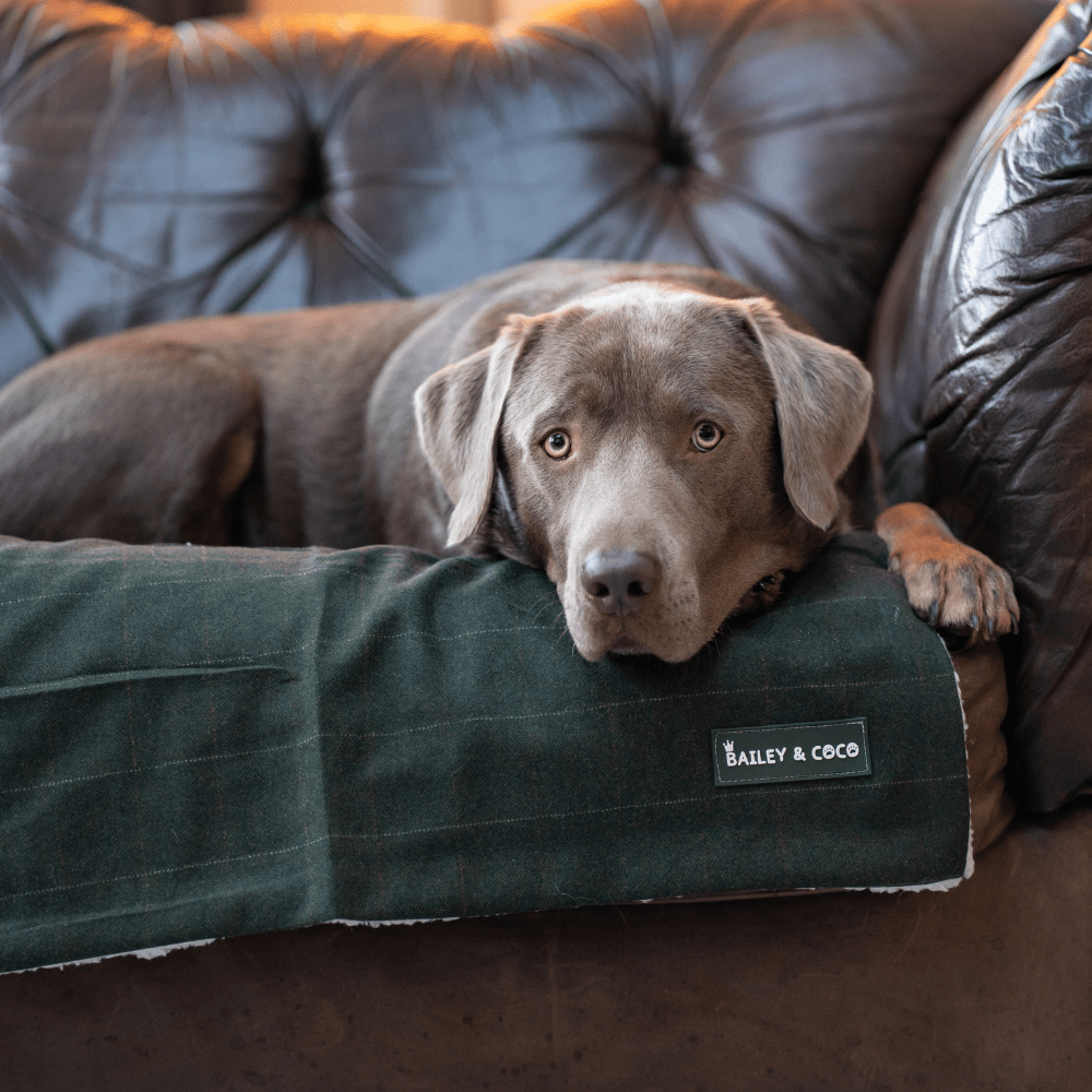 Forest Tweed Dog Blanket - Soft Sherpa Lined - Bailey and Coco (UK)
