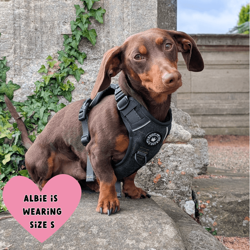 Forest Tweed Trail & Glow Dog Harness, Lead & Collar Bundle - Bailey and Coco (UK)