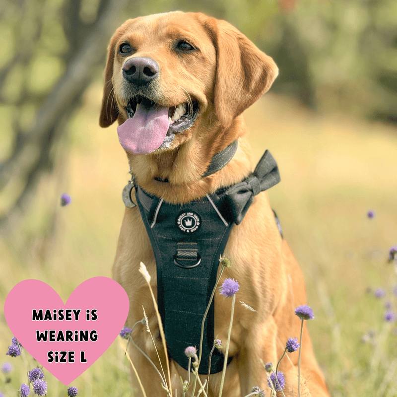 Forest Tweed Trail & Glow Dog Harness, Lead & Collar Bundle - Bailey and Coco (UK)