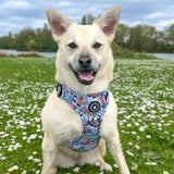 white dog wearing a harness