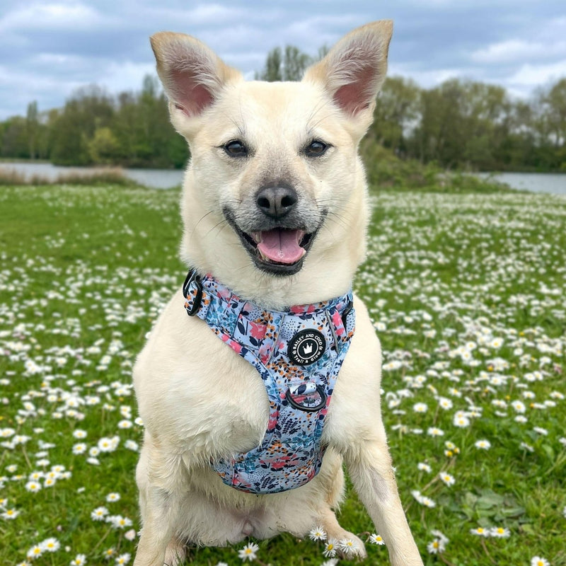 white dog wearing a harness