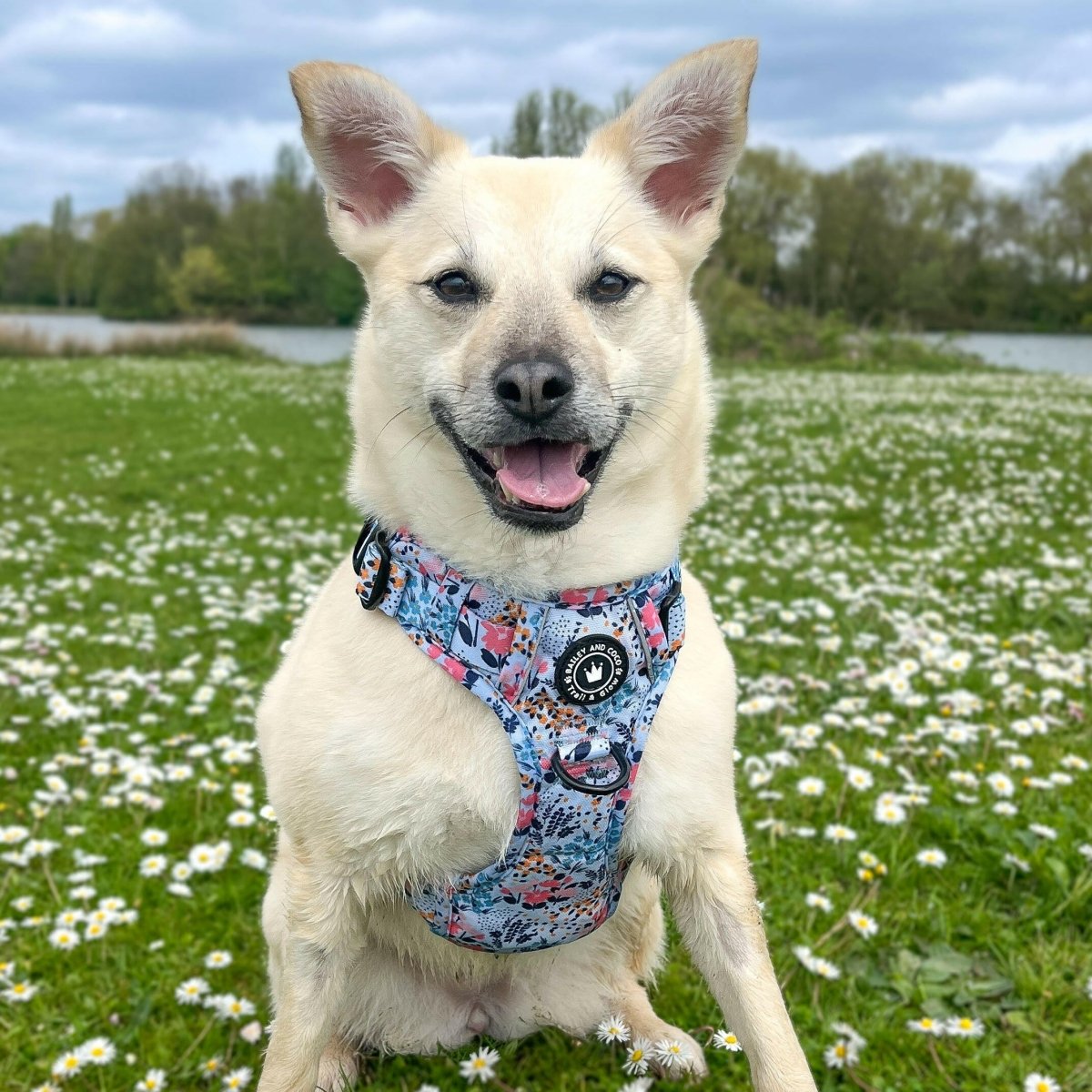 white dog wearing a harness
