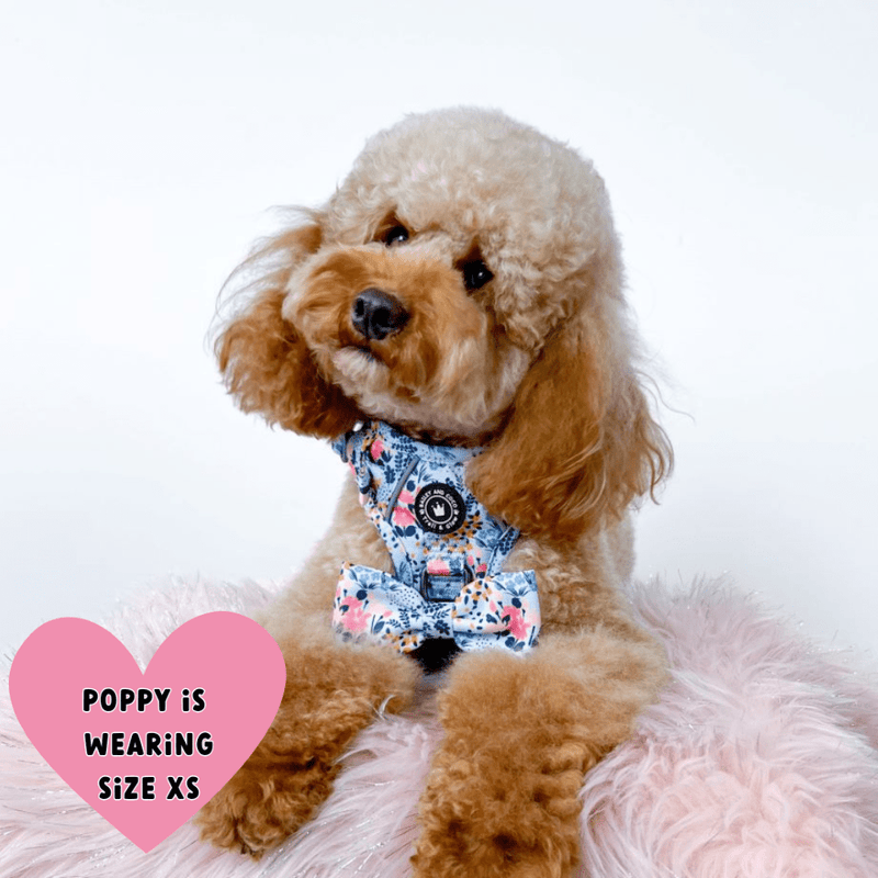 best dog harness cockapoo