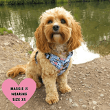 cockapoo harness or collar