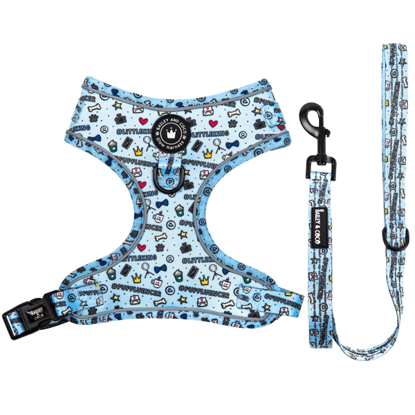 Glow Harness® and Lead Set - Pupfluencer Little King - Bailey and Coco (UK)