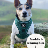 Glow Harness® Bundle Set - Emerald Teddy - Bailey and Coco (UK)
