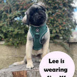 Glow Harness® Bundle Set - Emerald Teddy - Bailey and Coco (UK)