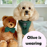 Glow Harness® Bundle Set - Emerald Teddy - Bailey and Coco (UK)