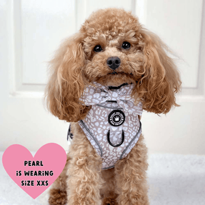Glow Harness® Bundle Set - Mocha Leopard - Bailey and Coco (UK)