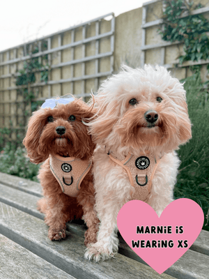 Glow Harness® Bundle Set - Vanilla Teddy - Bailey and Coco (UK)