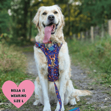 Golden Retriever wearing Bailey & Coco Colour Drops Bewitched dog harness in size large sitting on a country path in the UK
