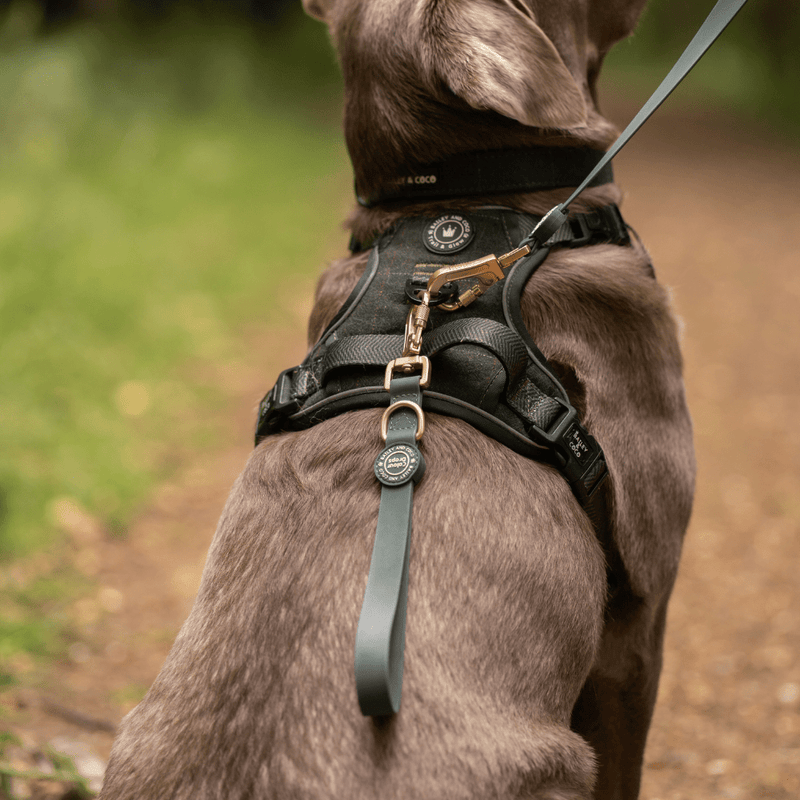 Hands-Free Double Ended Dog Lead Complete Set – Mulberry - Bailey and Coco (UK)