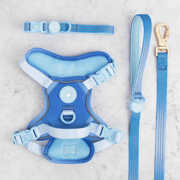 Head in the Clouds Adjustable Dog Harness, Lead & Collar Bundle - Bailey and Coco (UK)