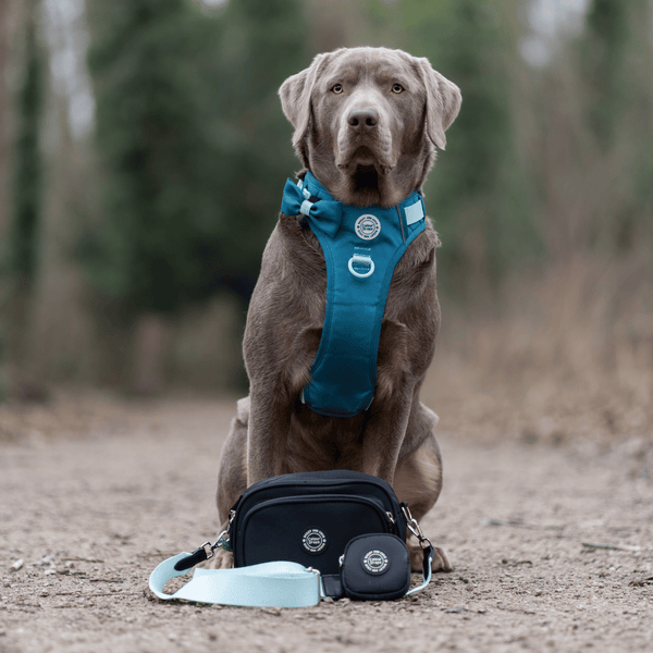 Ice Teal Adjustable Dog Harness, Lead, Collar & Dog Walking Bag Bundle - alternate view