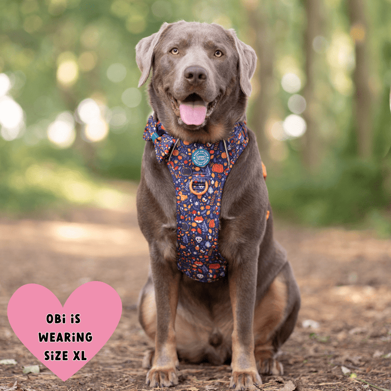 Labrador wearing Bailey & Coco Colour Drops Bewitched dog harness and matching bow tie bundle in size extra large during an autumn woodland walk in the UK