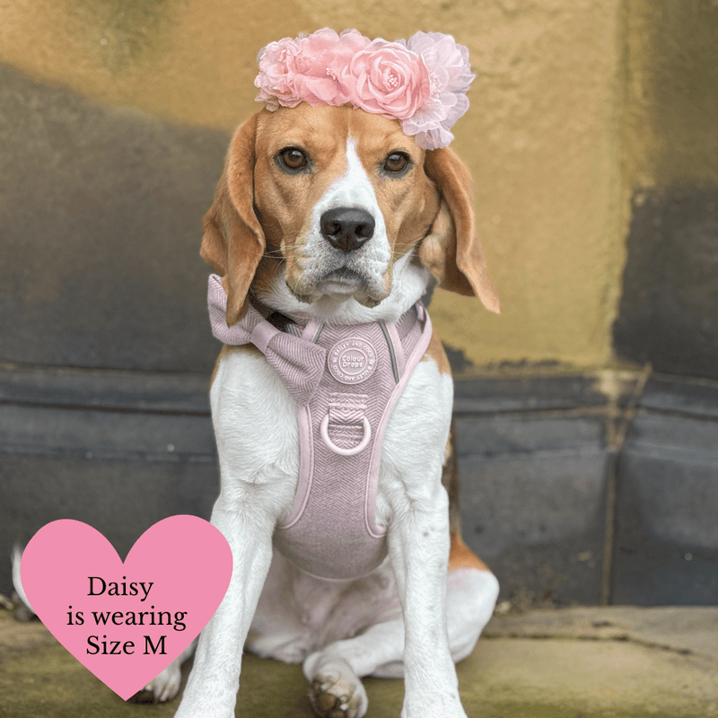 Lavender Tweed Adjustable Dog Harness, Lead, Collar & Dog Walking Bag Bundle - Bailey and Coco (UK)