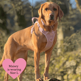 Lavender Tweed Adjustable Dog Harness, Lead, Collar & Latte Dog Walking Bag Bundle - Bailey and Coco (UK)