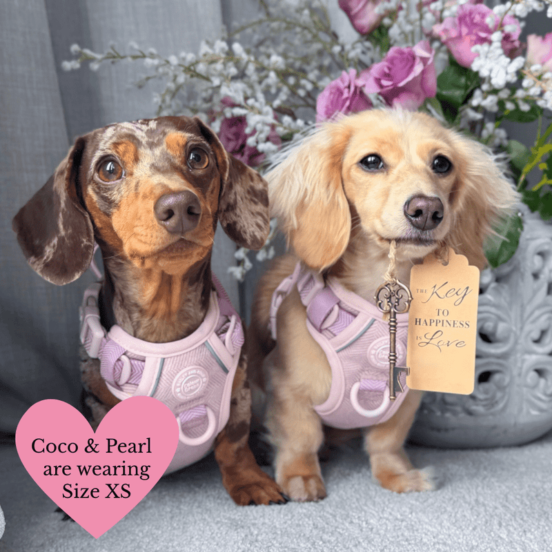 Lavender Tweed Adjustable Dog Harness, Lead, Collar & Latte Dog Walking Bag Bundle - Bailey and Coco (UK)