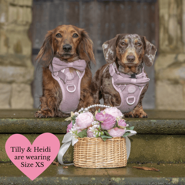 Lavender Tweed Adjustable Dog Harness, Lead, Collar & Latte Dog Walking Bag Bundle - Bailey and Coco (UK)