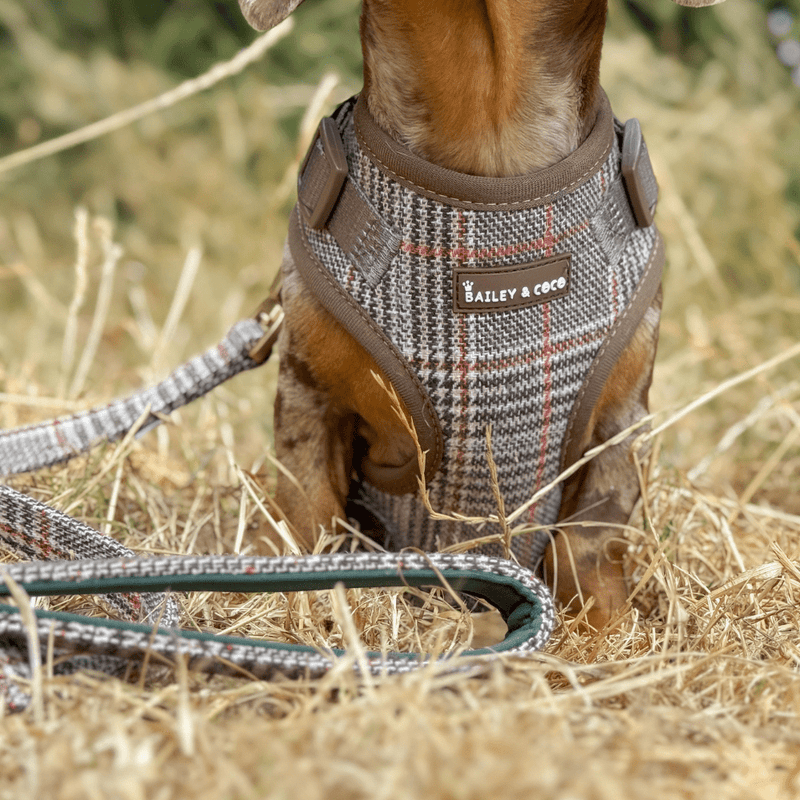 Lightweight Mini Dog Lead 5ft - Colour Drops - Heritage Plaid - Bailey and Coco (UK)