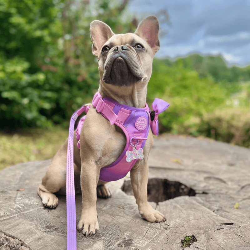 Love That For You Adjustable Dog Harness, Lead & Collar Bundle - Bailey and Coco (UK)