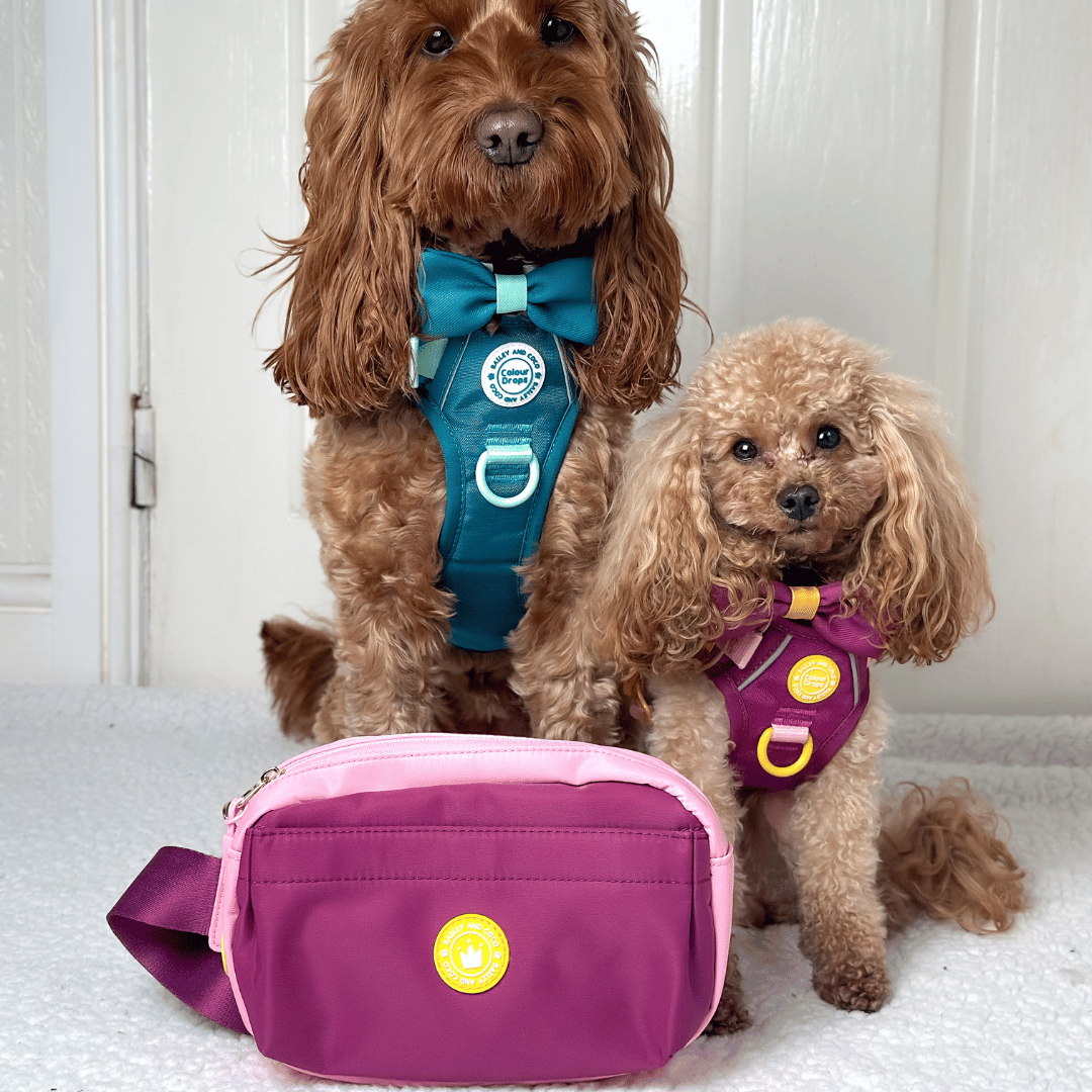 best bum bag for dog walking uk