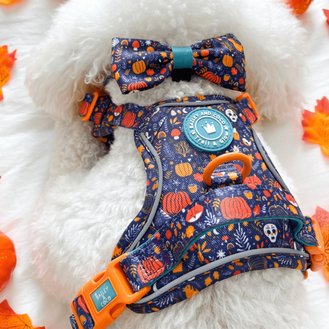 Close-up of Maltichon wearing Bailey & Coco Colour Drops Bewitched dog harness and matching bow tie lying on a white blanket with autumn leaves