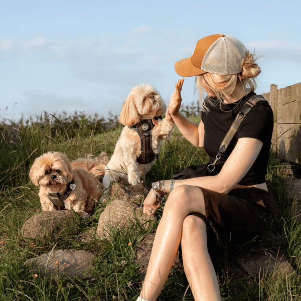 Mayfair Tweed Adjustable Dog Harness, Lead, Collar & Dog Walking Bag Bundle - Bailey and Coco (UK)
