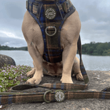 Mayfair Tweed Adjustable Dog Harness, Lead, Collar & Latte Dog Walking Bag Bundle - Bailey and Coco (UK)