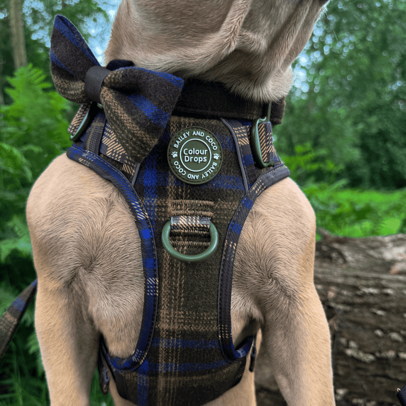Mayfair Tweed - Colour Drops - Adjustable Dog Harness, Lead, Collar & Mini Black Dog Walking Bag Bundle - Bailey and Coco (UK)