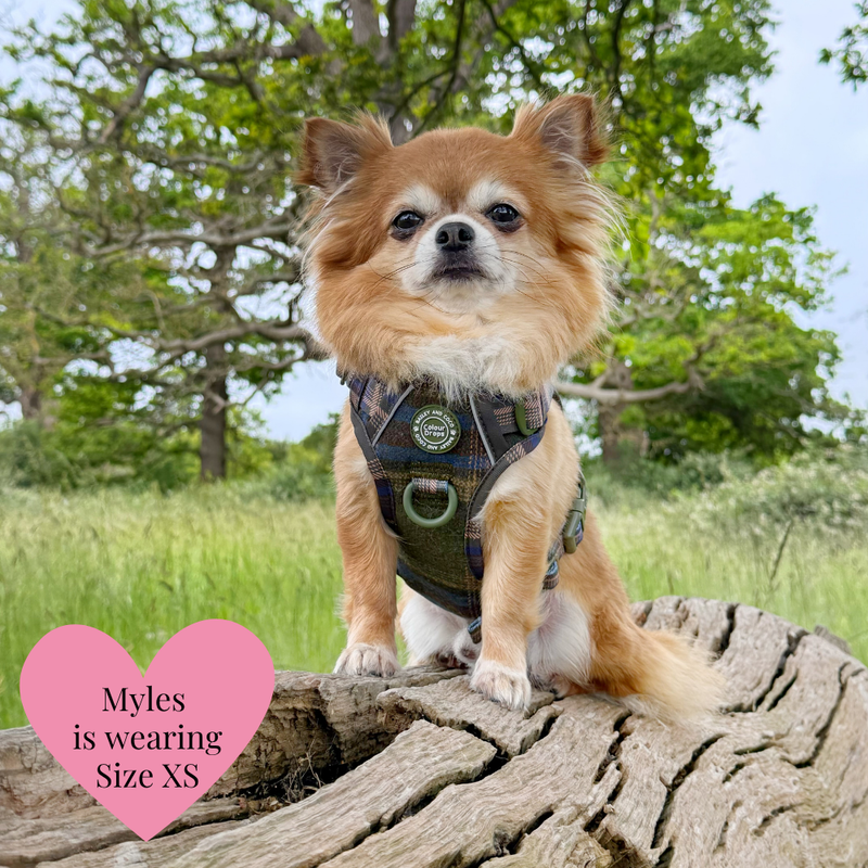 Mayfair Tweed - Colour Drops - Adjustable Dog Harness, Lead, Collar & Mini Black Dog Walking Bag Bundle - Bailey and Coco (UK)