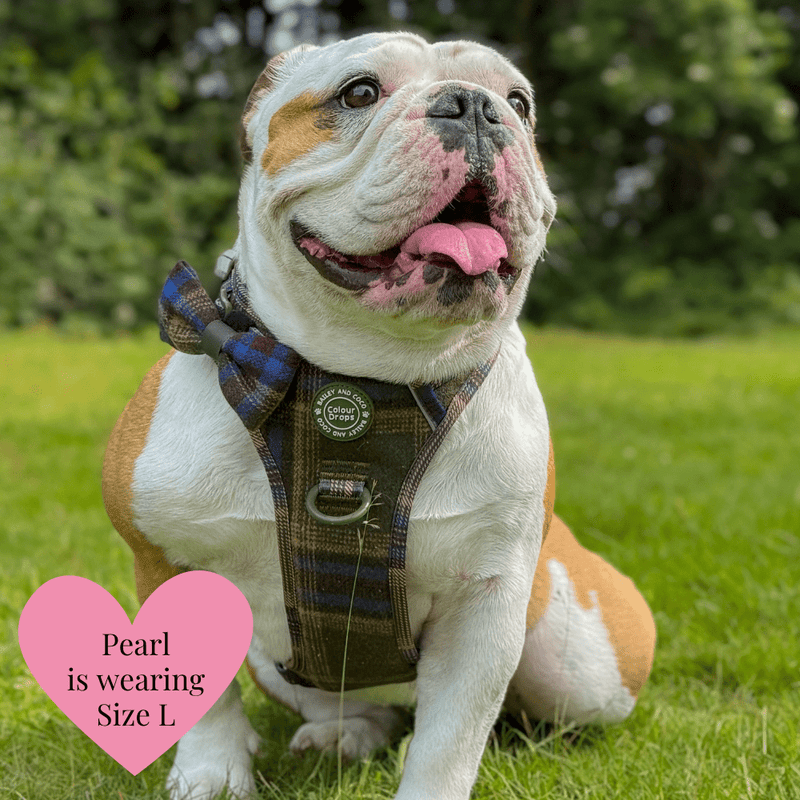Mayfair Tweed - Colour Drops - Adjustable Dog Harness, Lead, Collar & Mini Black Dog Walking Bag Bundle - Bailey and Coco (UK)