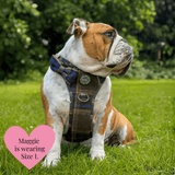 Mayfair Tweed - Colour Drops - Adjustable Dog Harness, Lead, Collar & Mini Black Dog Walking Bag Bundle - Bailey and Coco (UK)