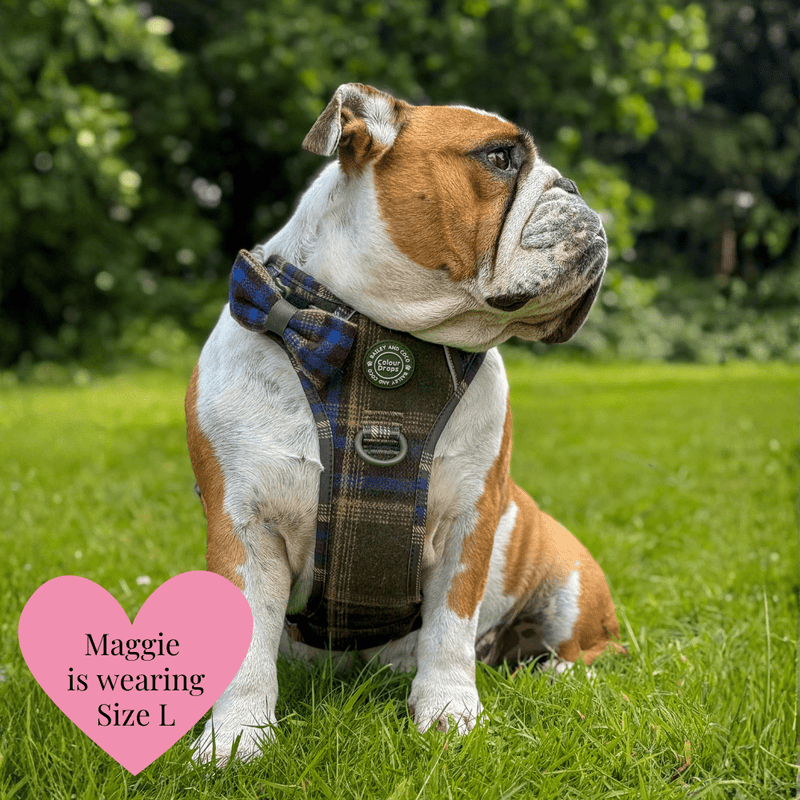 Mayfair Tweed - Colour Drops - Adjustable Dog Harness, Lead, Collar & Mini Black Dog Walking Bag Bundle - Bailey and Coco (UK)