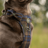 Mayfair Tweed - Colour Drops - Adjustable Dog Harness, Lead, Collar & Mini Black Dog Walking Bag Bundle - Bailey and Coco (UK)